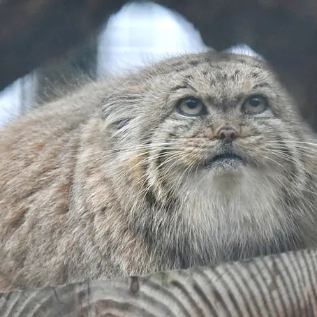 ザールブリュッケン動物園のカルプソの写真