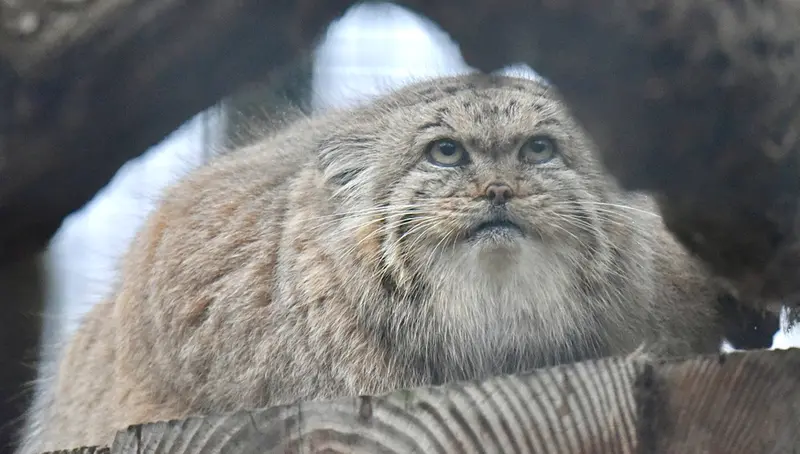 ザールブリュッケン動物園のカルプソの写真