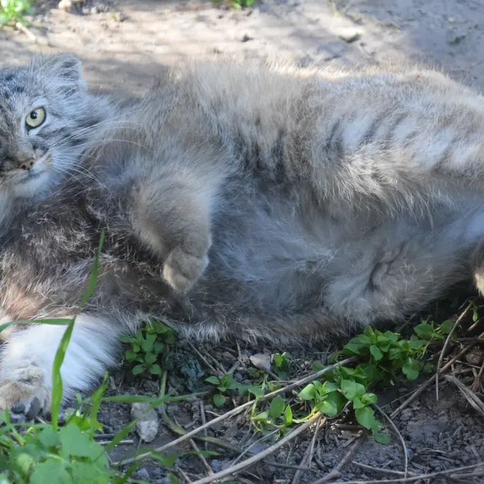 ブダペスト動物園＆植物園のルーシーの写真