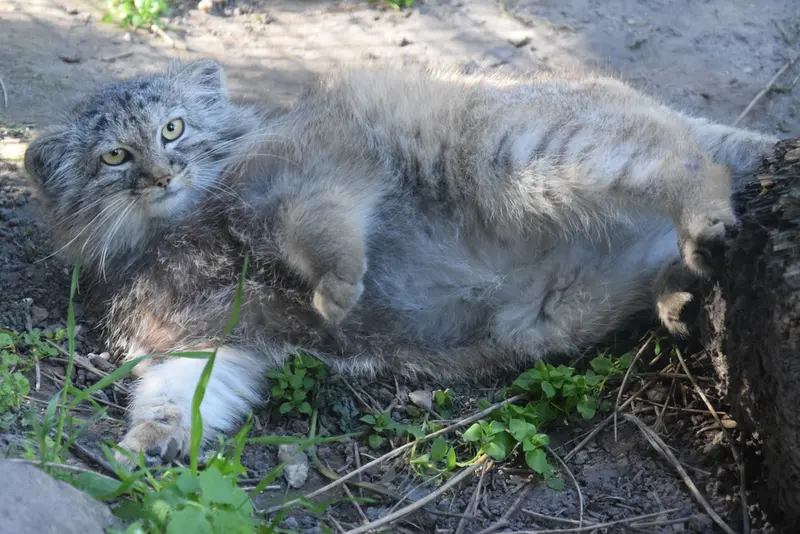 ブダペスト動物園＆植物園のルーシーの写真