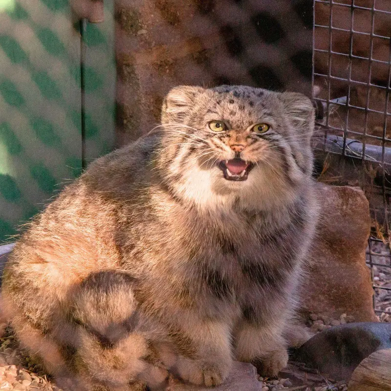 グレートプレーンズ動物園のタシの写真