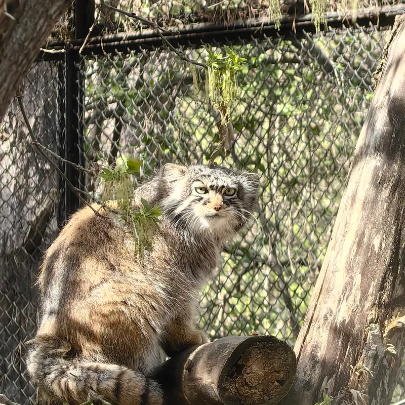 ノヴォシビルスク動物園のゾーシャの写真