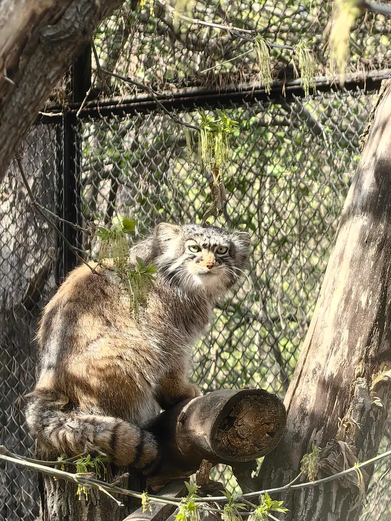 ノヴォシビルスク動物園のゾーシャの写真