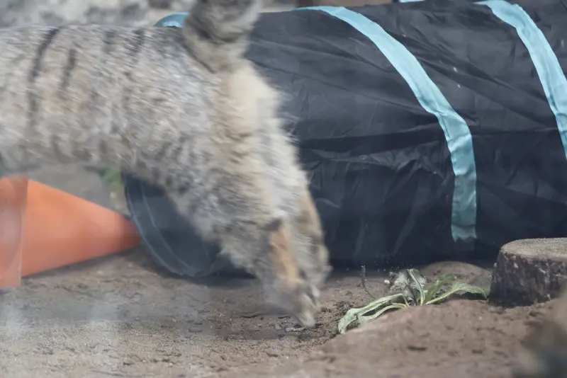 レニングラード動物園のマヌルネコの写真