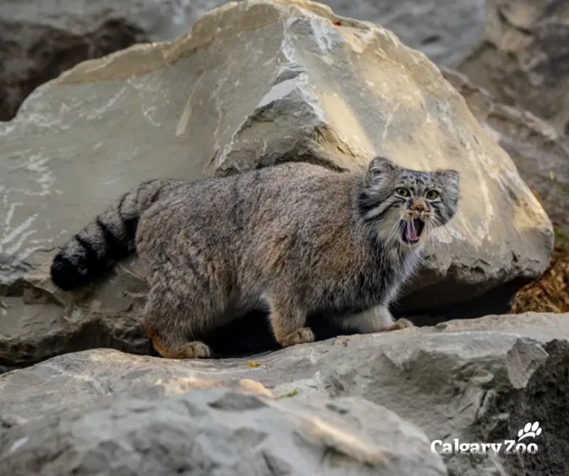 カルガリー動物園 / ワイルダー研究所のノックスの写真