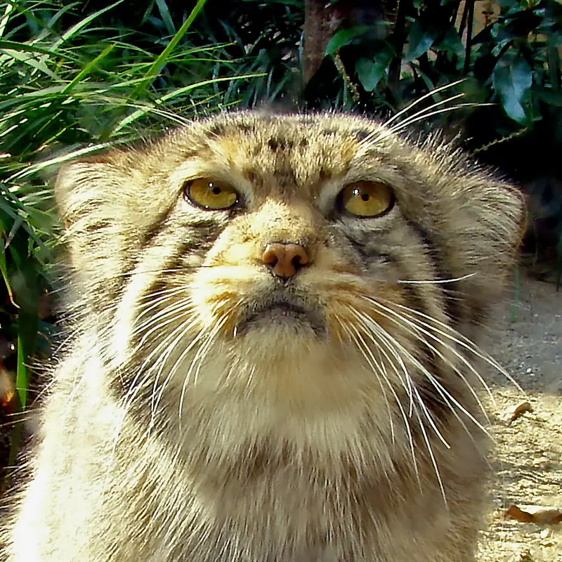 神戸市立王子動物園のマヌルネコの衛門