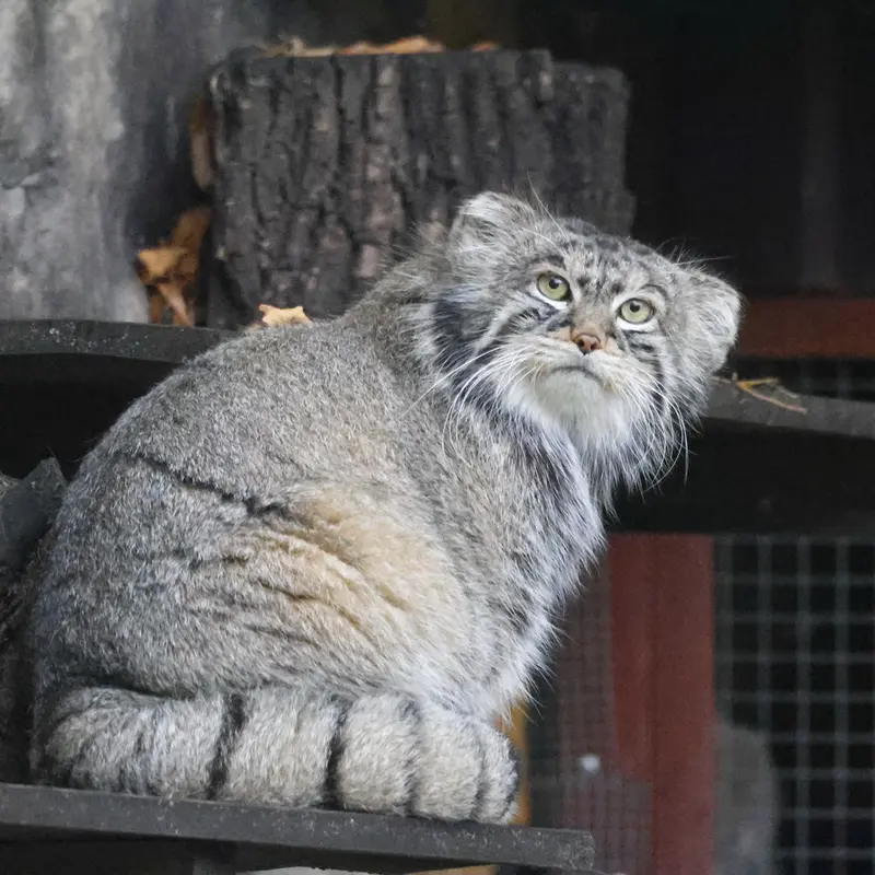 モスクワ動物園のティモフェイの写真