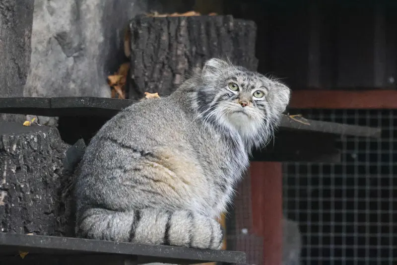 モスクワ動物園のティモフェイの写真