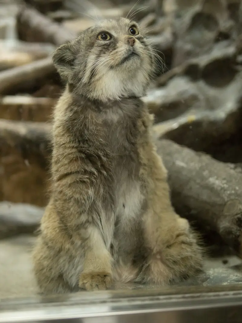恩賜上野動物園のプリームラの写真