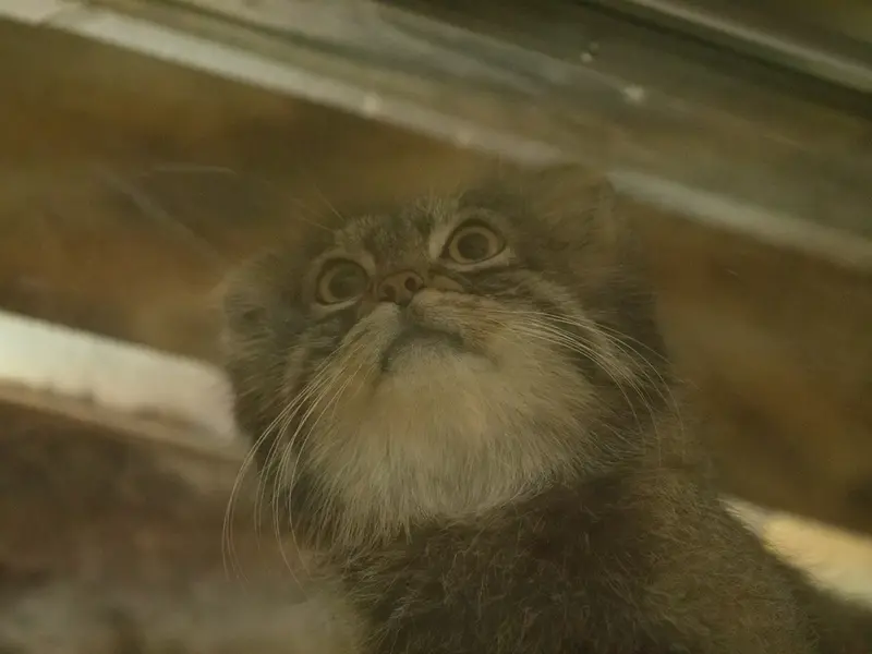 恩賜上野動物園のフィーガの写真