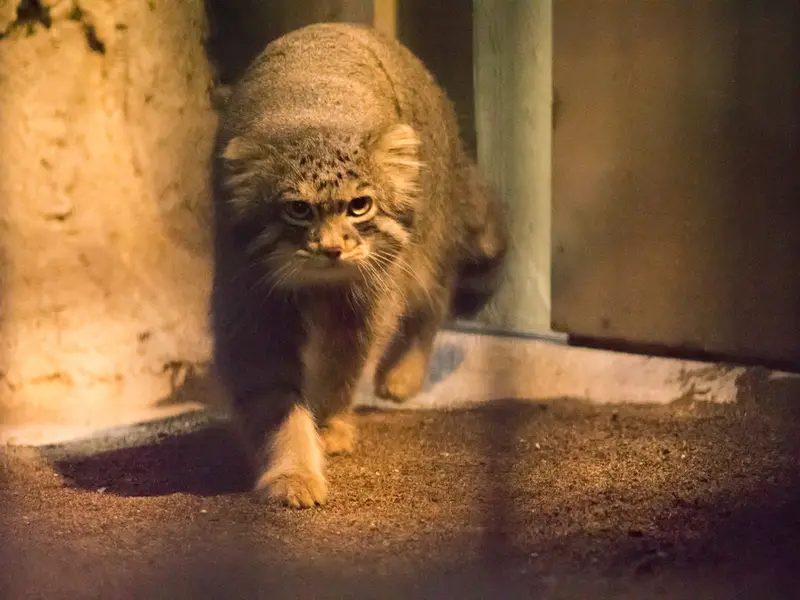 野毛山動物園のフィーガの写真