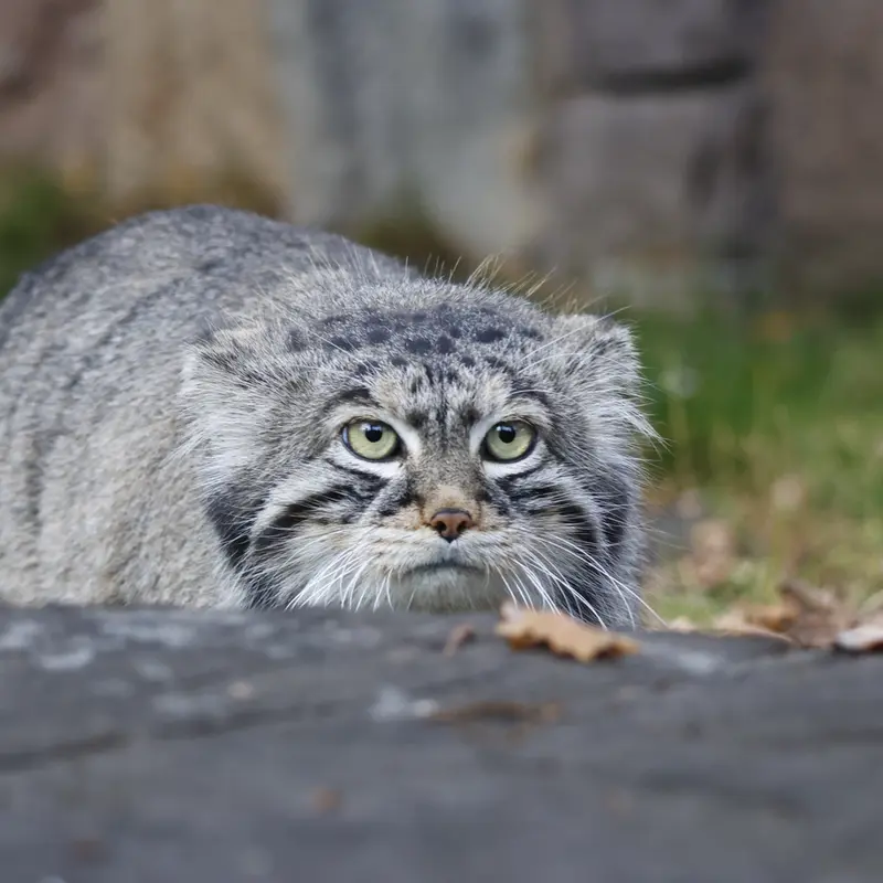 モスクワ動物園のティモフェイの写真