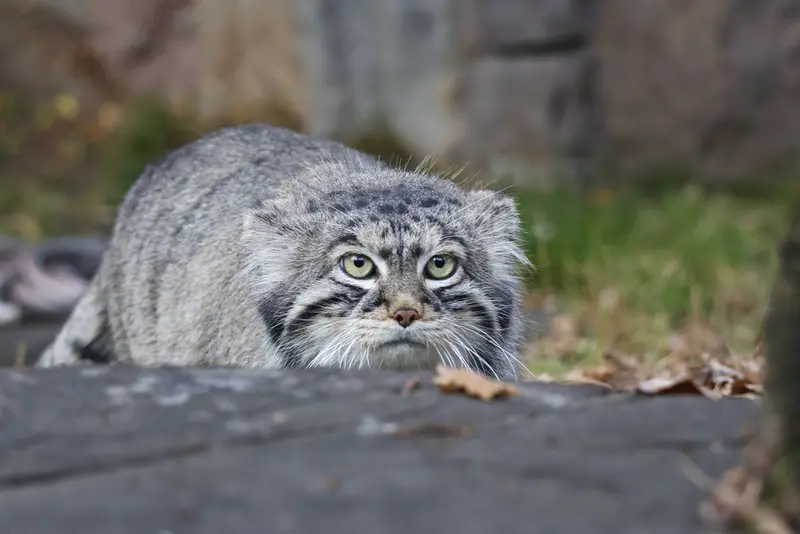 モスクワ動物園のティモフェイの写真