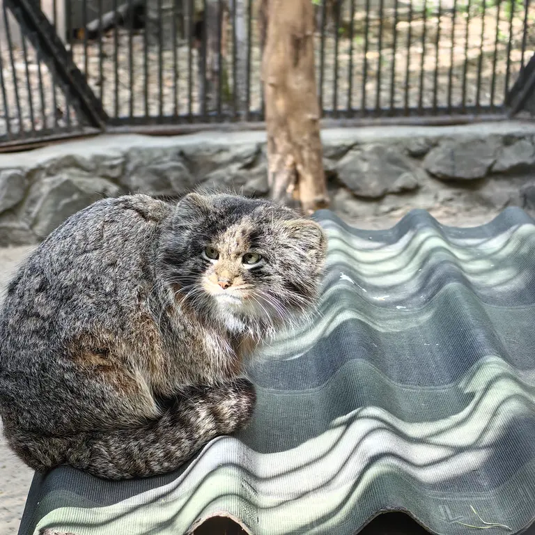 ノヴォシビルスク動物園のマリクの写真