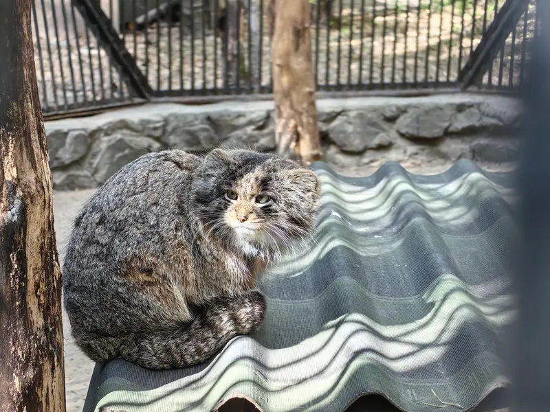 ノヴォシビルスク動物園のマリクの写真