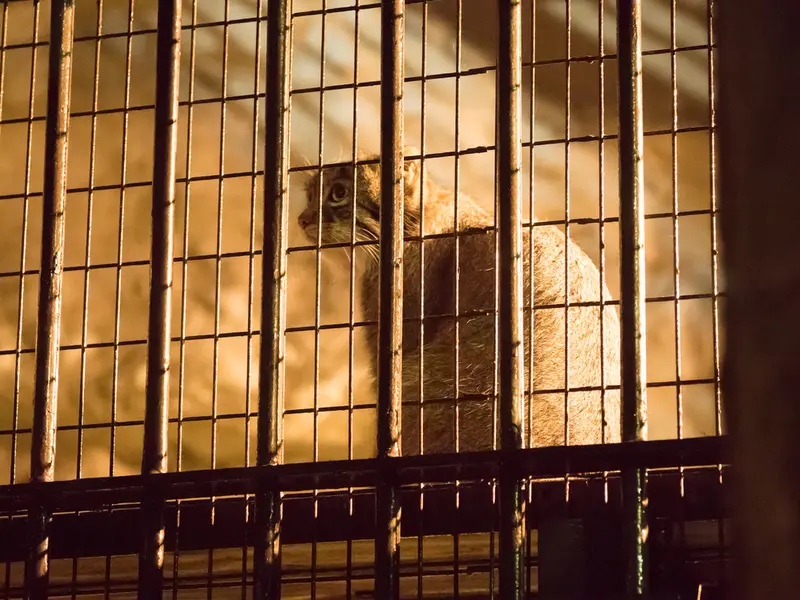 野毛山動物園のフィーガの写真