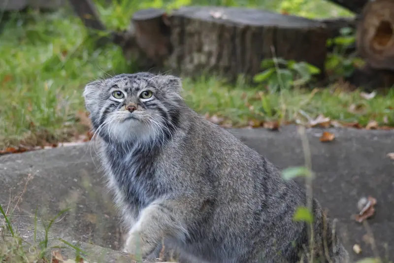 モスクワ動物園のティモフェイの写真