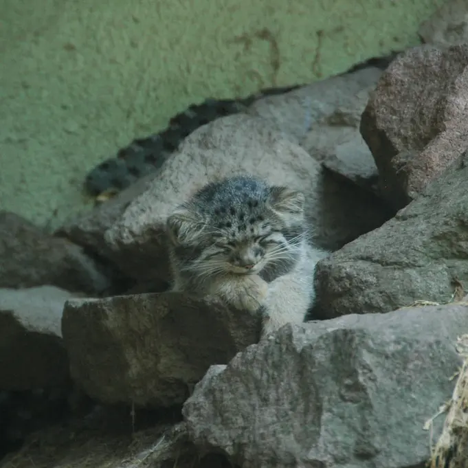 ブダペスト動物園＆植物園のボリス Ⅱの写真