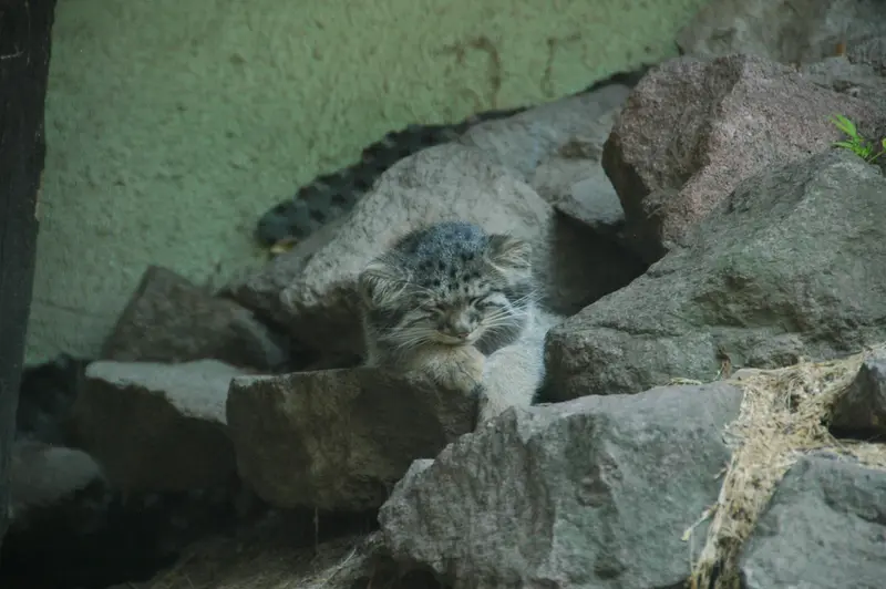 ブダペスト動物園＆植物園のボリス Ⅱの写真