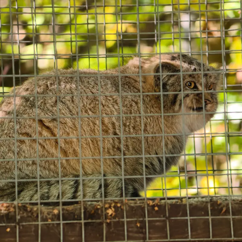 コシツェ動物園のアラニの子（2026年生まれ）Ⅰの写真