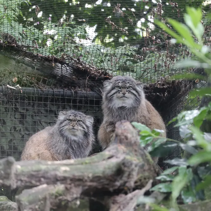 ロッテルダム動物園のノルブとポエスの写真