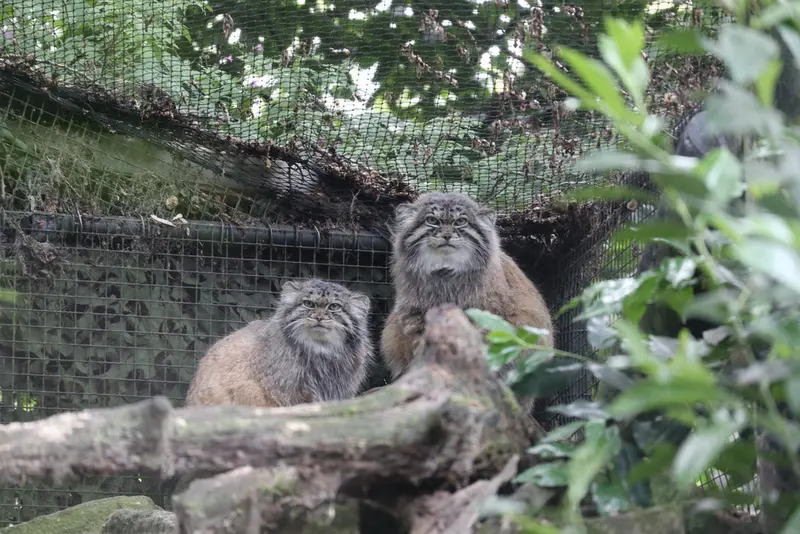 ロッテルダム動物園のノルブとポエスの写真