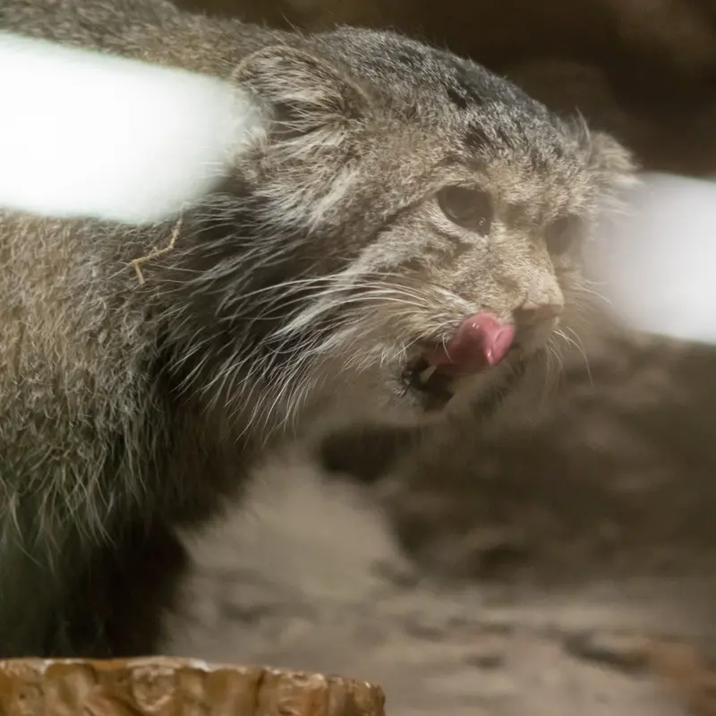恩賜上野動物園のクリョンの写真