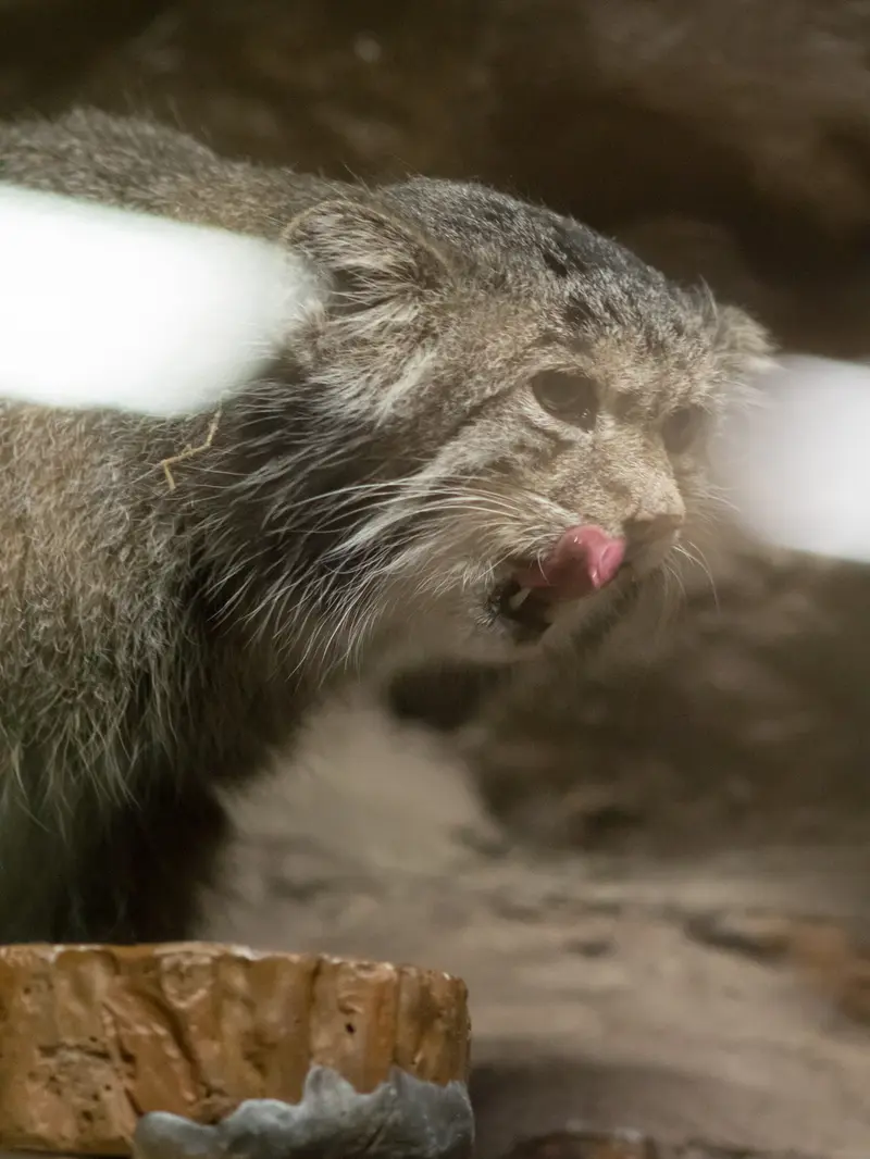恩賜上野動物園のクリョンの写真