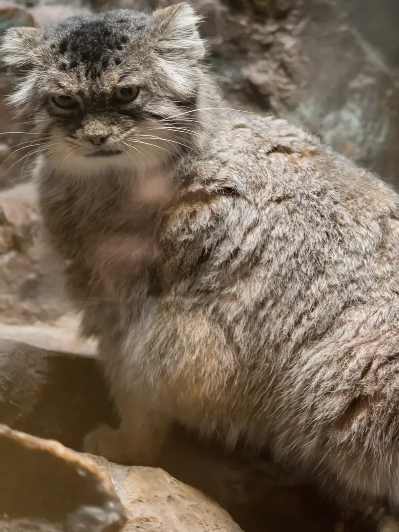 恩賜上野動物園のプリームラの写真