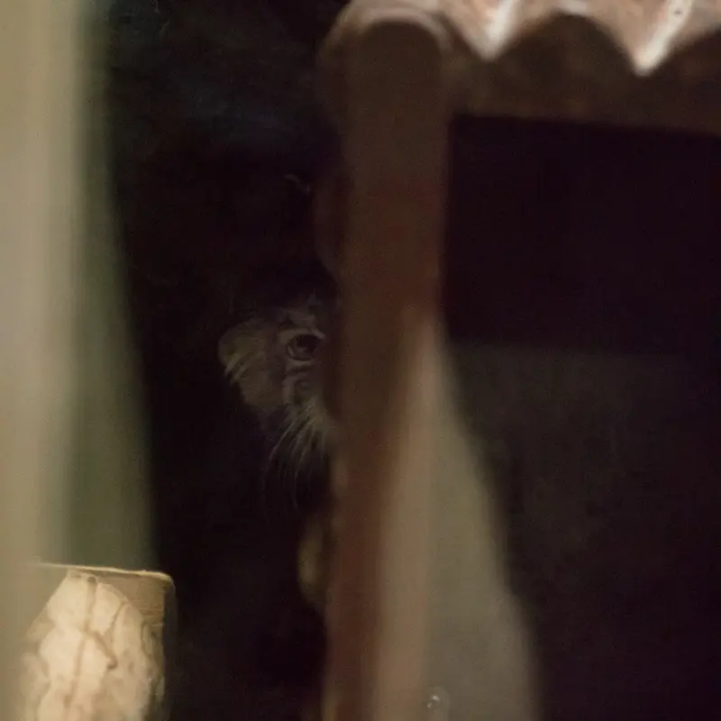 恩賜上野動物園のサフランの写真