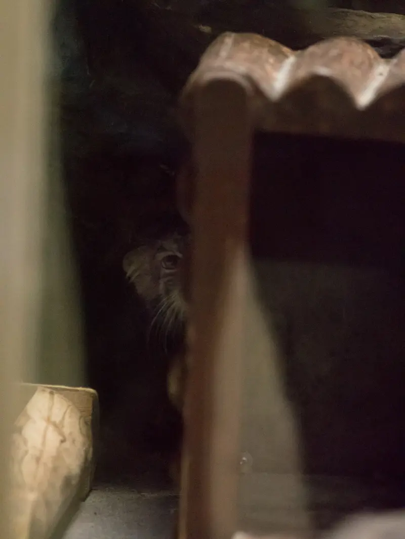 恩賜上野動物園のサフランの写真