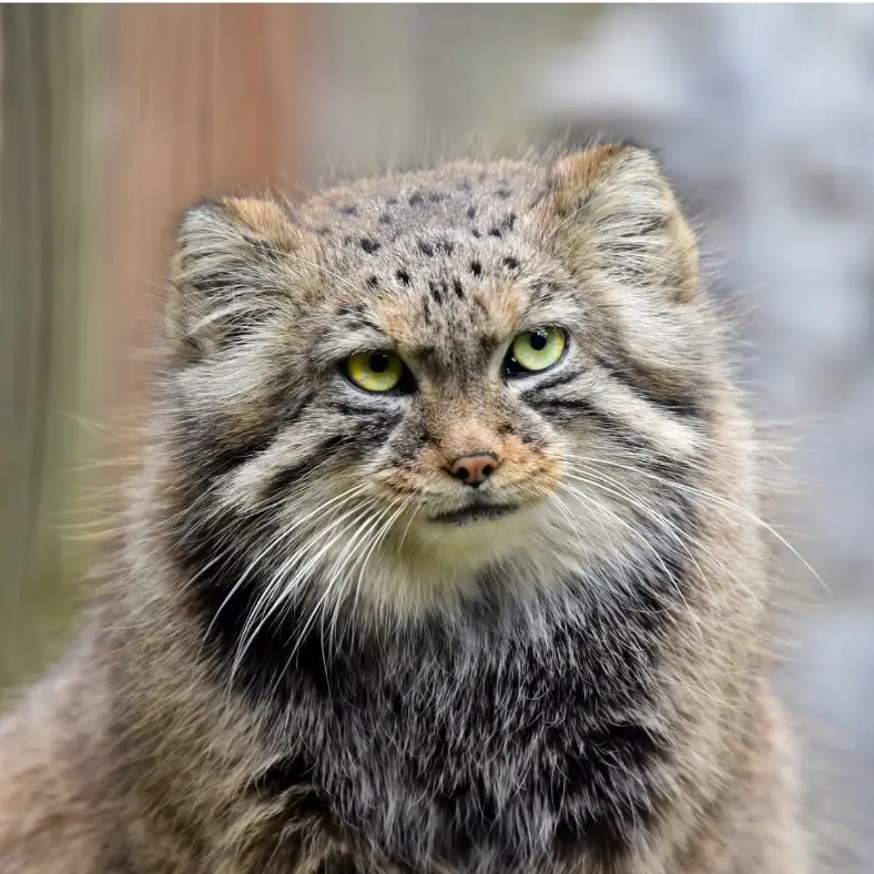 ビンガムトン動物園（ロス・パーク）のルビーの写真