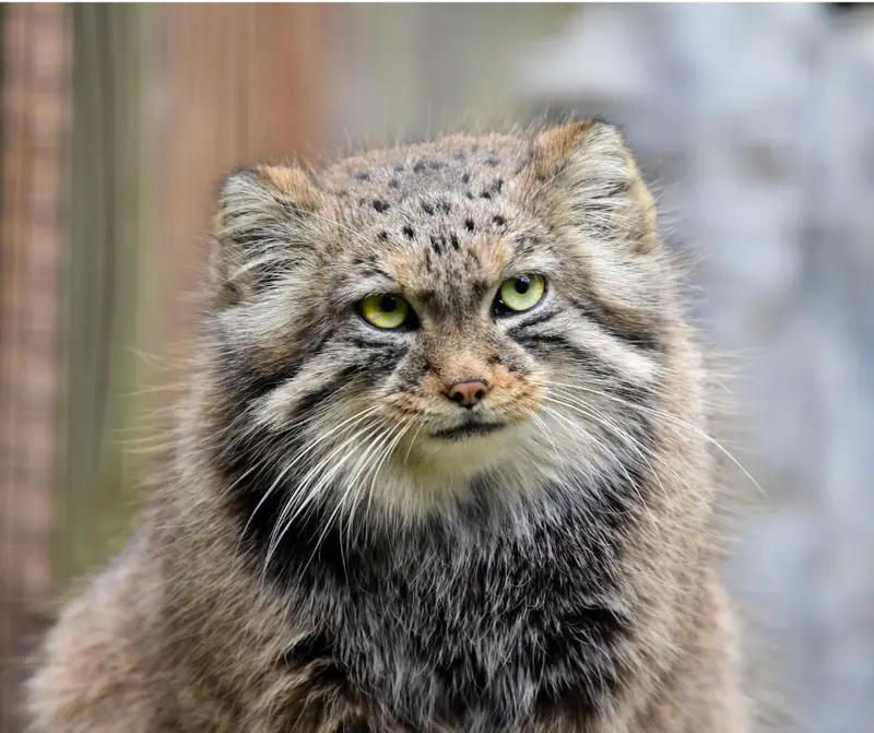 ビンガムトン動物園（ロス・パーク）のルビーの写真