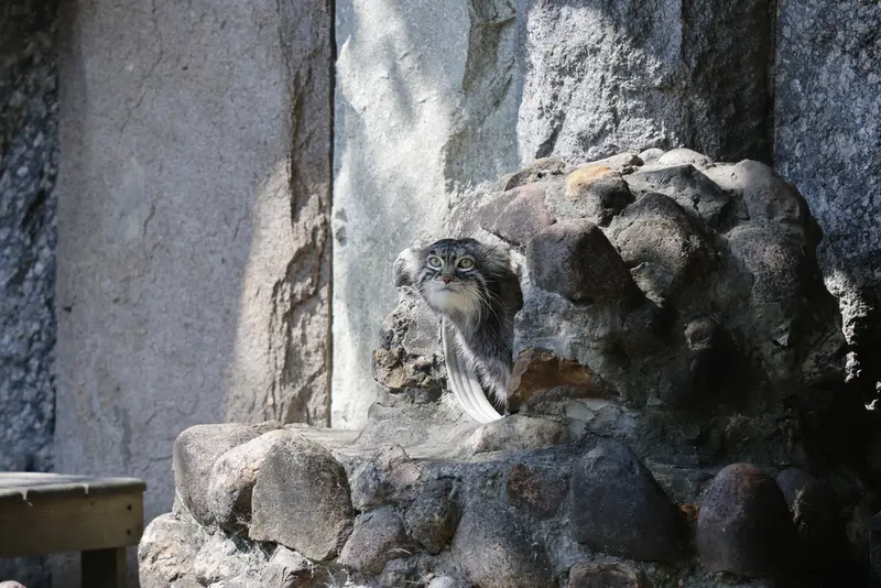 モスクワ動物園のティモフェイの写真