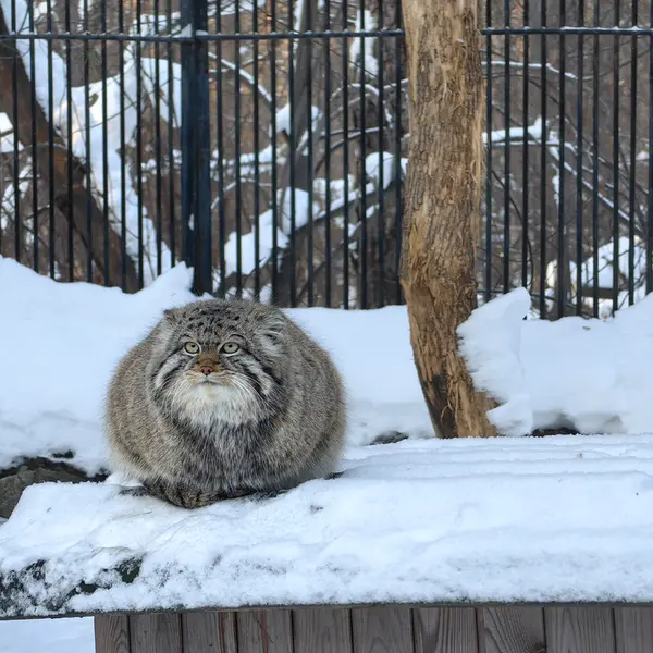 ノヴォシビルスク動物園のシルヴェスターの写真