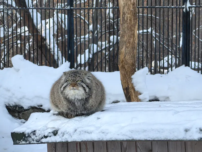 ノヴォシビルスク動物園のシルヴェスターの写真