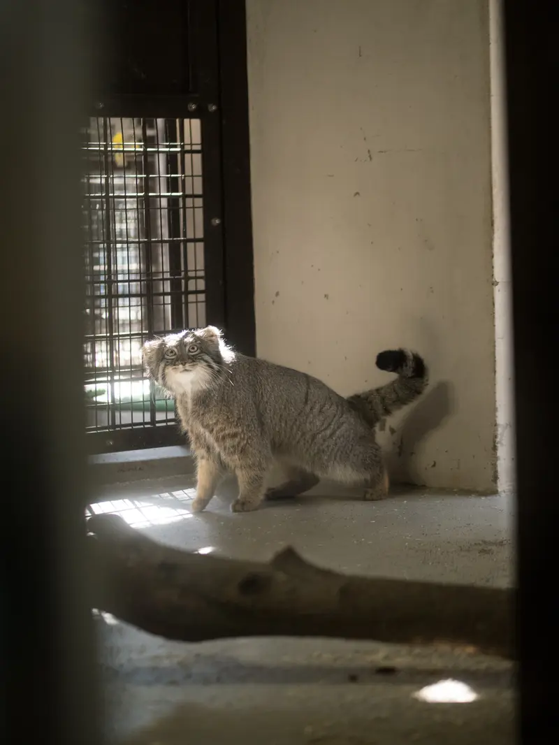 野毛山動物園のフィーガの写真