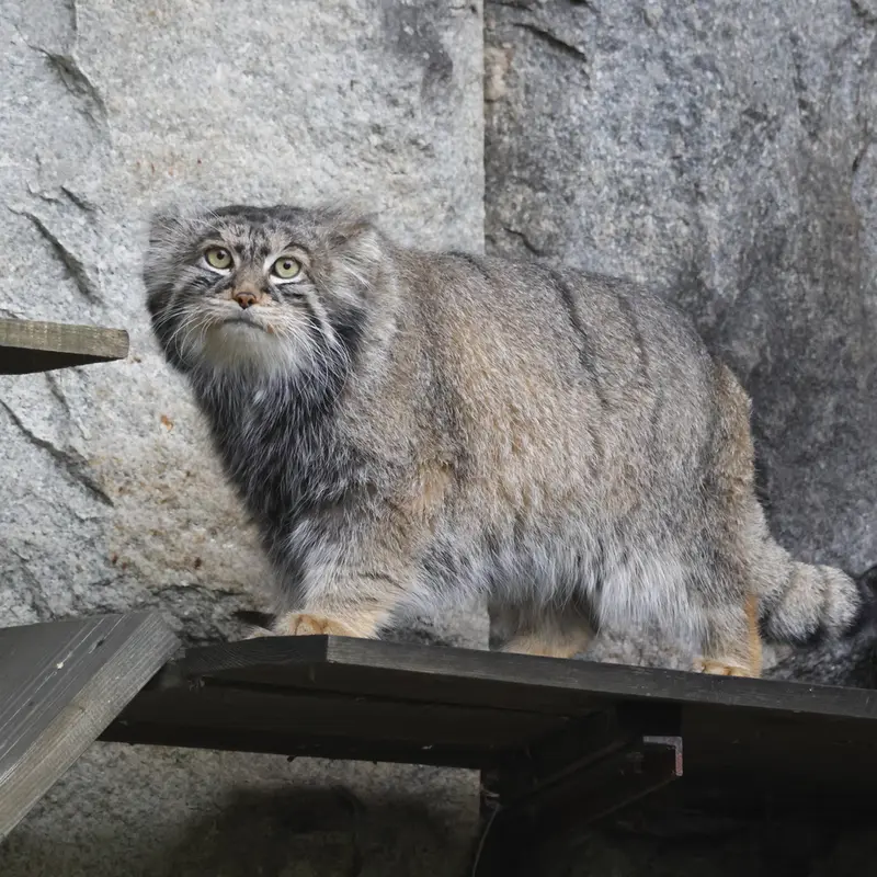 モスクワ動物園のティモフェイの写真