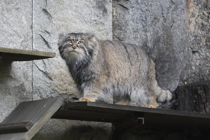モスクワ動物園のティモフェイの写真
