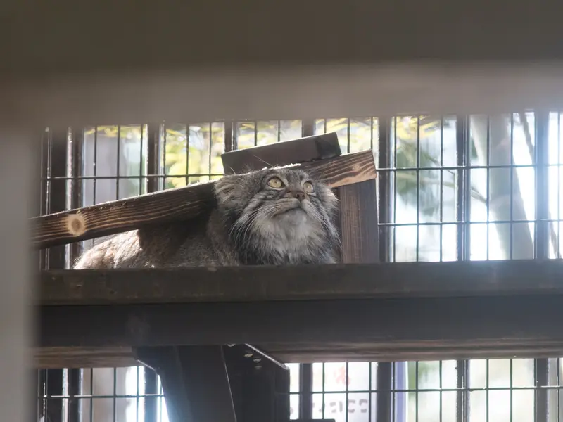 野毛山動物園のフィーガの写真