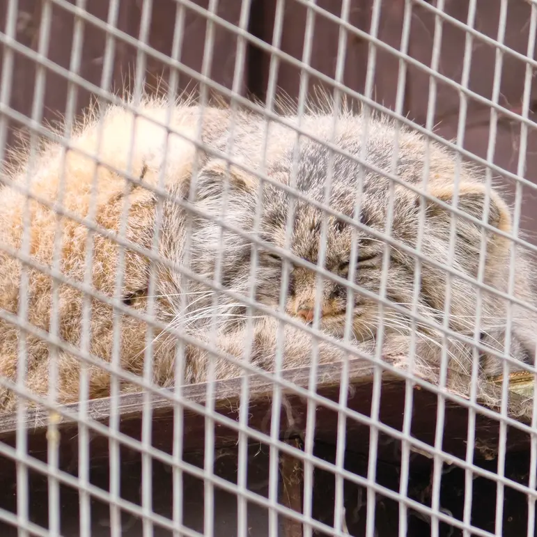 コシツェ動物園のアイセンの写真