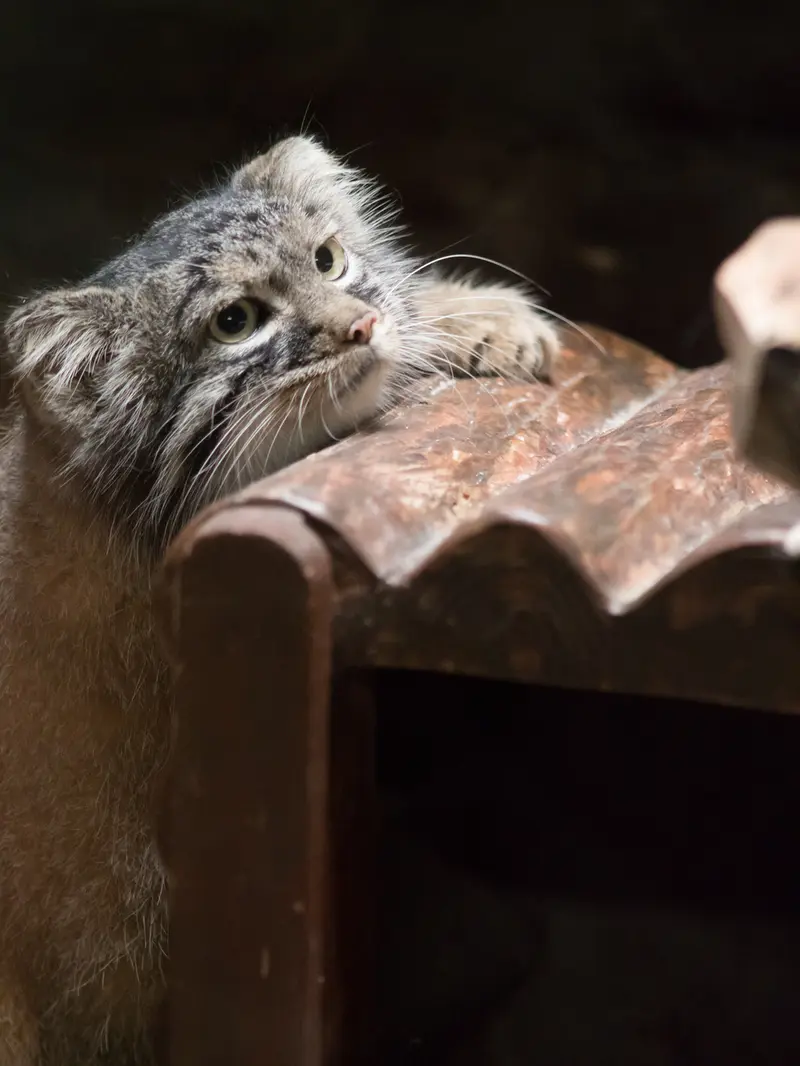 恩賜上野動物園のサフランの写真