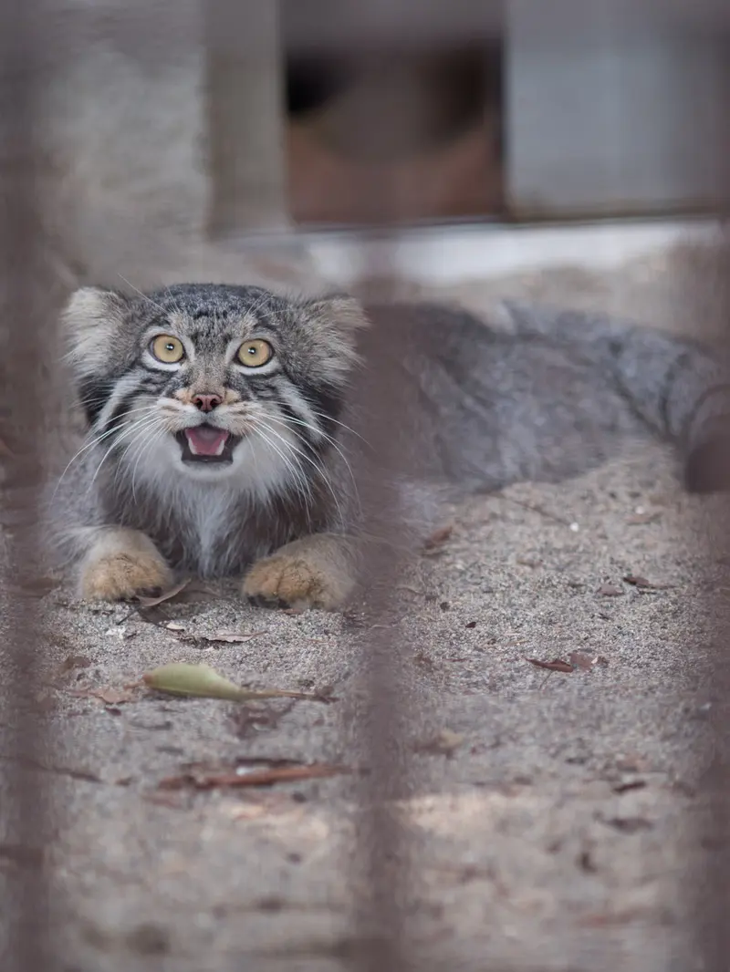 野毛山動物園のフィーガの写真