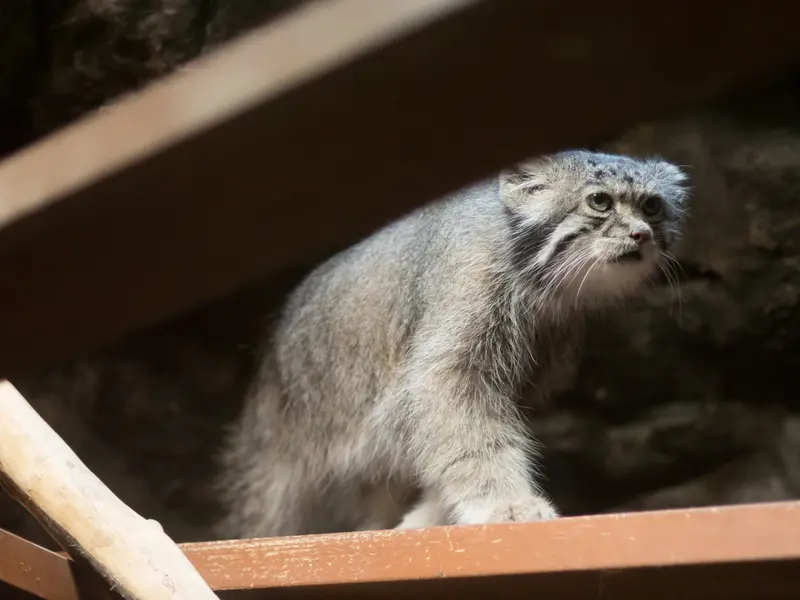 恩賜上野動物園のクリョンの写真