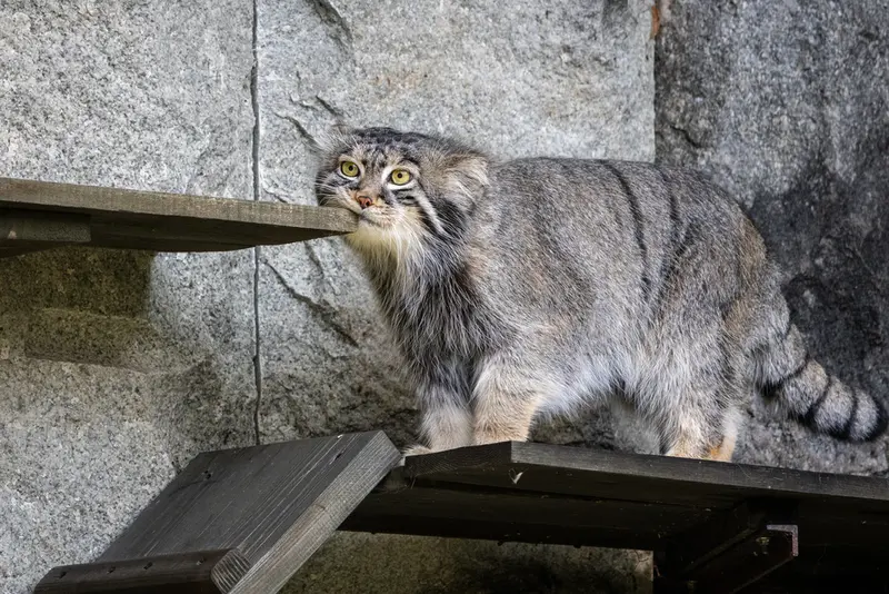 モスクワ動物園のティモフェイの写真