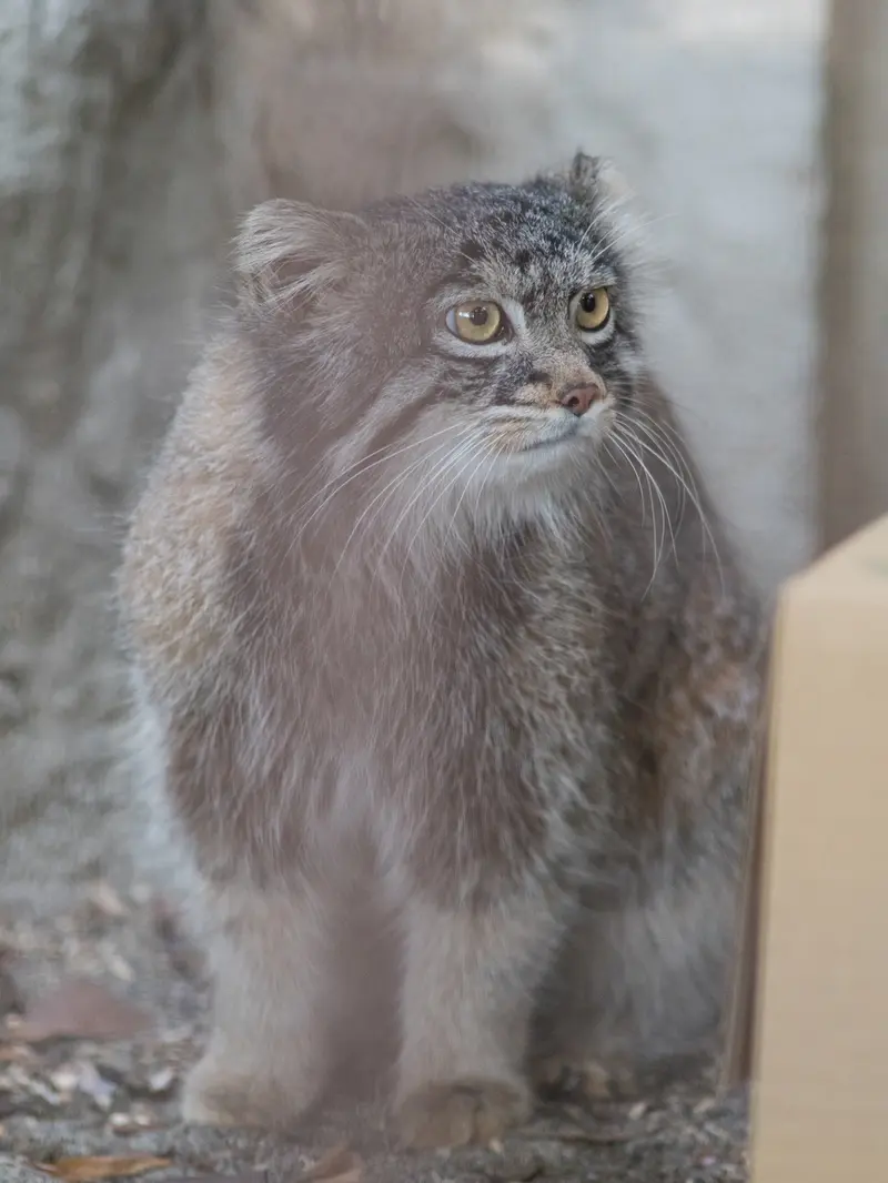 野毛山動物園のフィーガの写真
