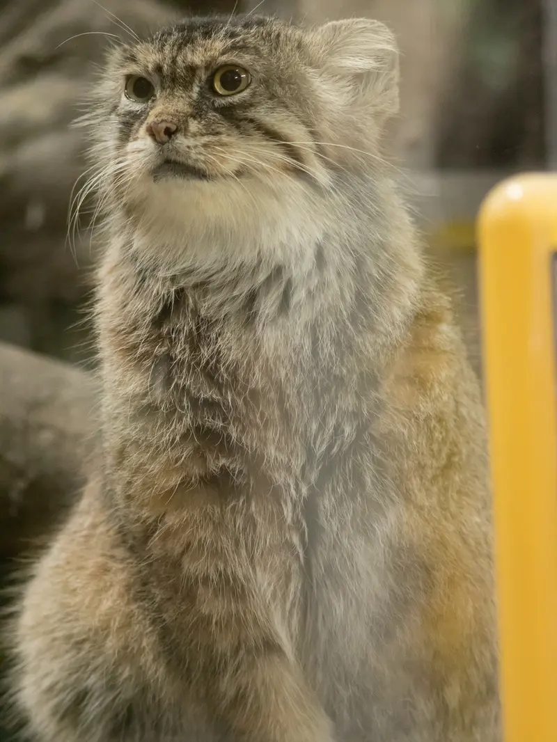 恩賜上野動物園のプリームラの写真