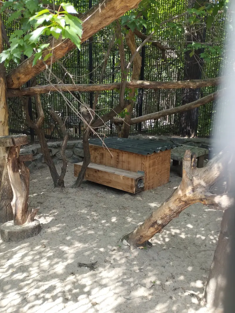 ノヴォシビルスク動物園のマヌルネコの写真