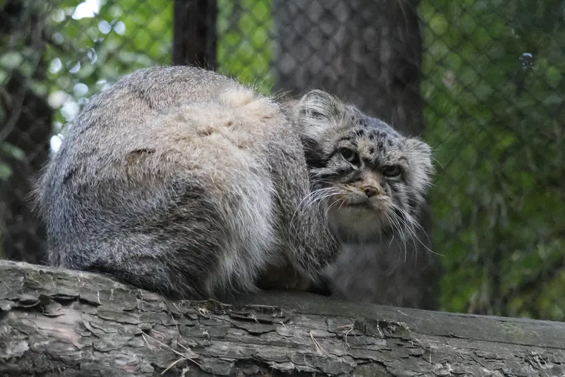 ノヴォシビルスク動物園のジョージの写真