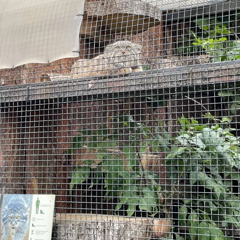レニングラード動物園のマヌルネコの写真